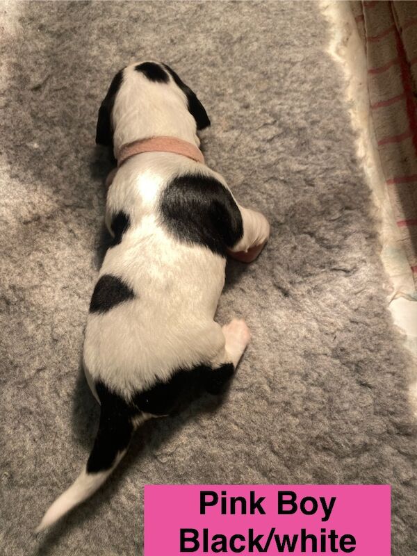 English Springer Spaniels - Image 7 of 15