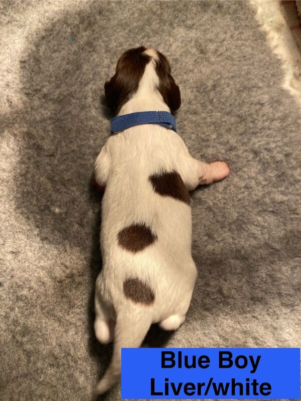 English Springer Spaniels - Image 9 of 15