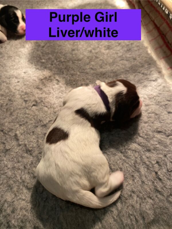 English Springer Spaniels - Image 10 of 15