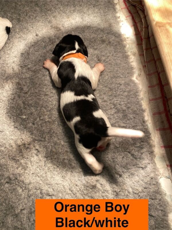 English Springer Spaniels - Image 11 of 15