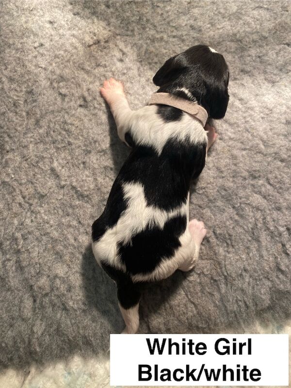 English Springer Spaniels - Image 12 of 15