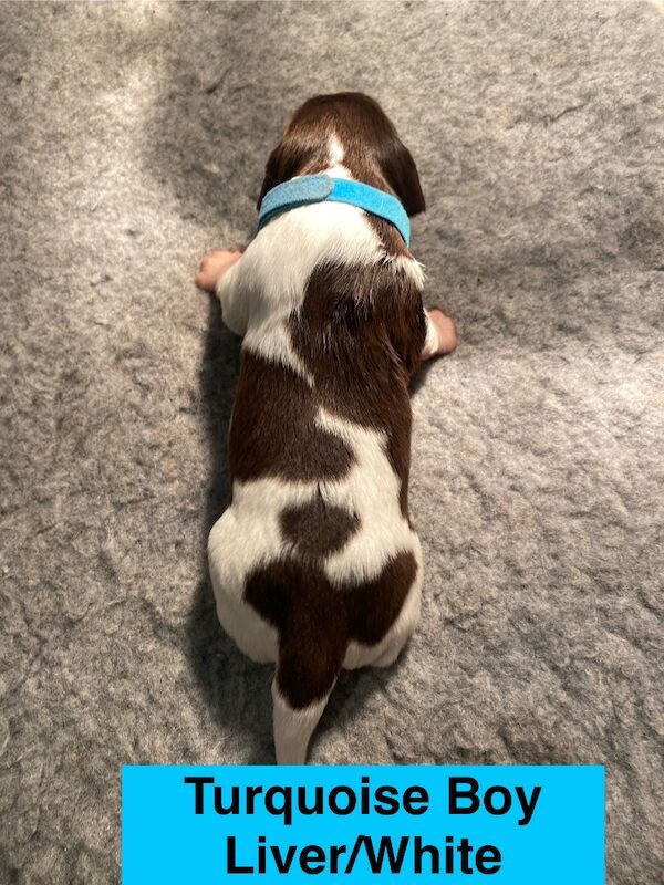 English Springer Spaniels - Image 13 of 15