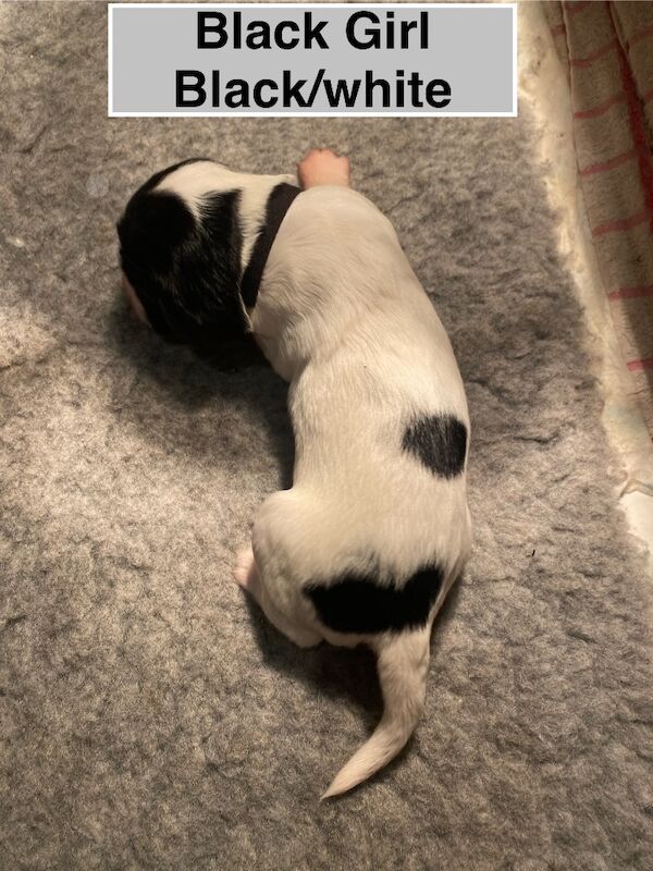 English Springer Spaniels - Image 14 of 15