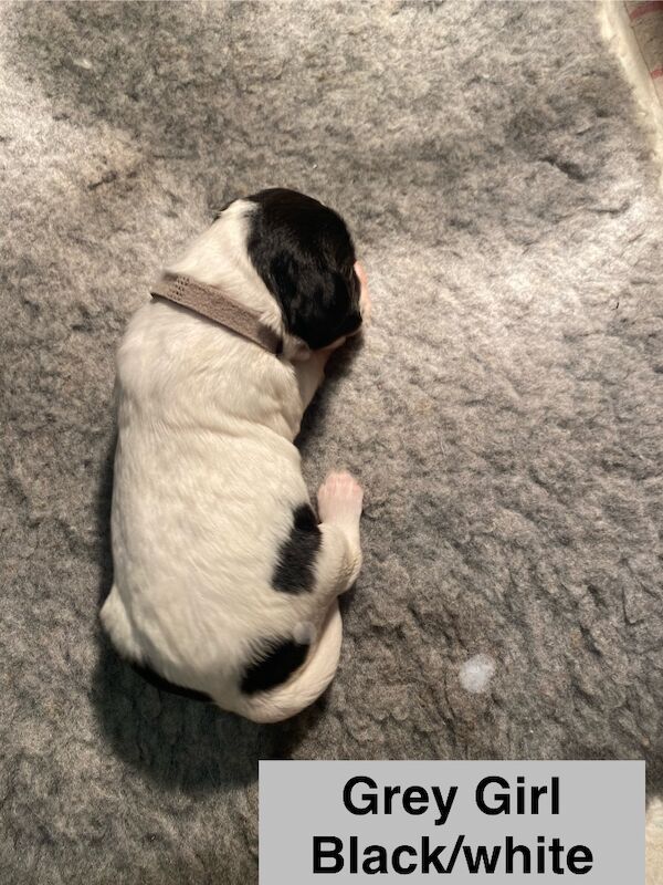 English Springer Spaniels - Image 15 of 15