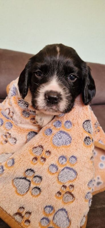 Springer Spaniel puppies for sale in Woodbridge, Suffolk – 5 weeks old