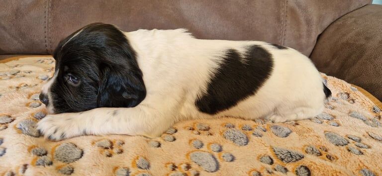 Springer Spaniel puppies for sale in Woodbridge, Suffolk – 5 weeks old - Image 2 of 3