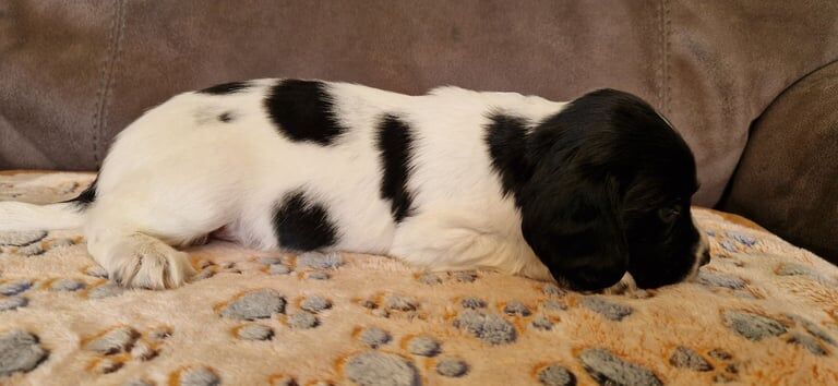 Springer Spaniel puppies for sale in Woodbridge, Suffolk – 5 weeks old - Image 3 of 3