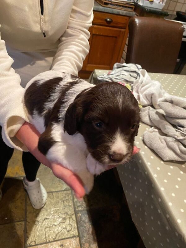 Springer Spaniel Puppies For Sale