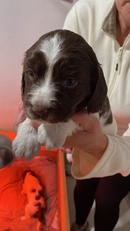 English Springer Spaniels - Image 2 of 3