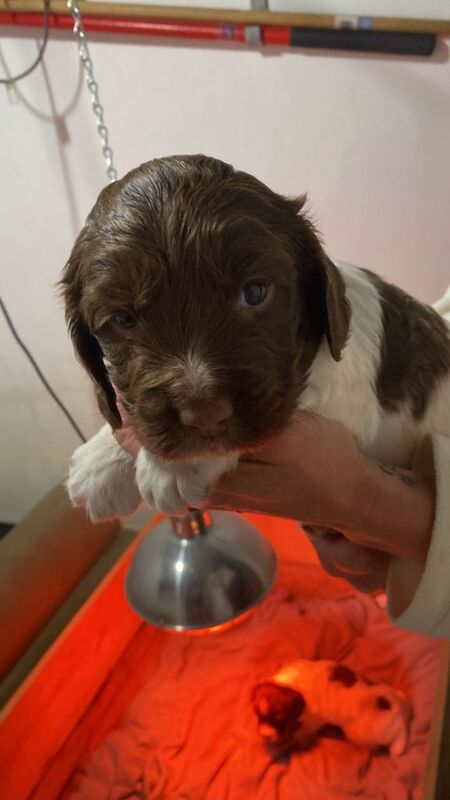 English Springer Spaniels - Image 3 of 3