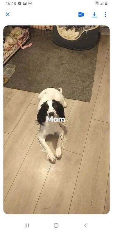 English springer spaniels