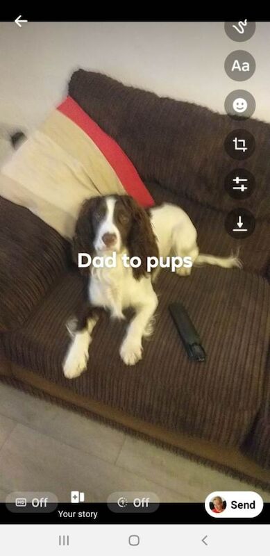 English springer spaniels - Image 2 of 2