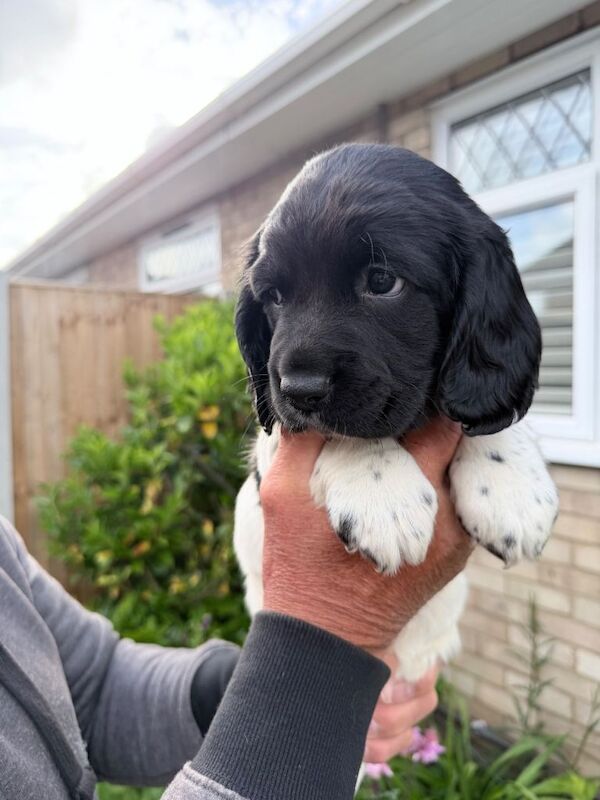 English springer spaniels