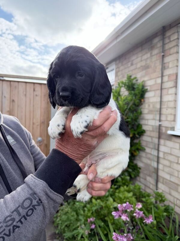 English springer spaniels - Image 2 of 6