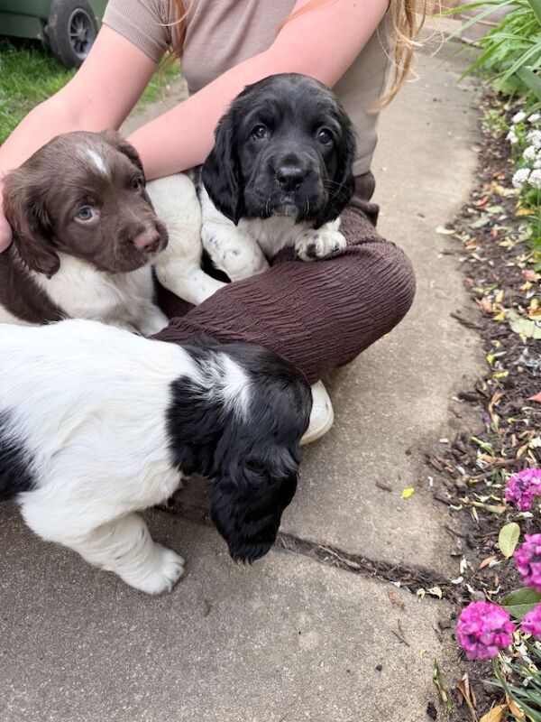 English springer spaniels - Image 3 of 6