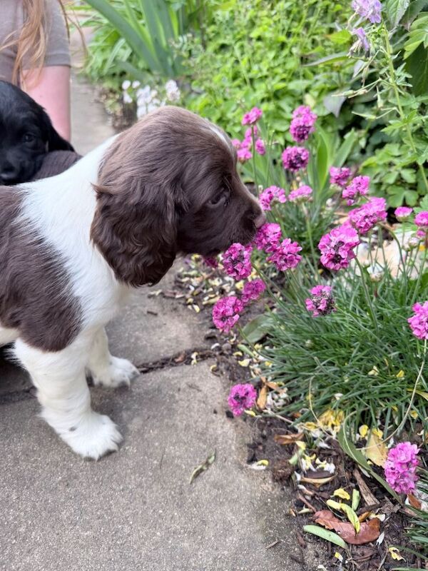 English springer spaniels - Image 4 of 6
