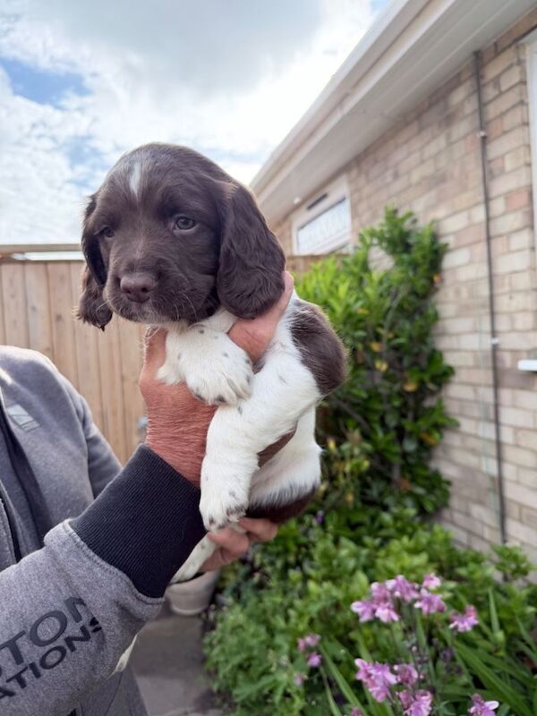 English springer spaniels - Image 5 of 6