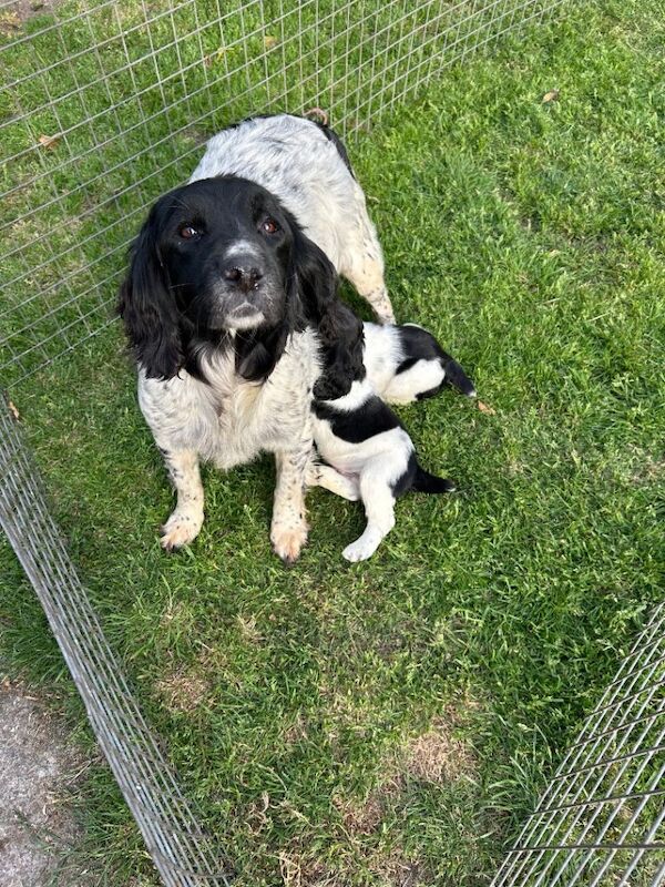 English springer spaniels - Image 6 of 6