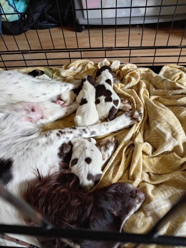 English Springer Spaniels