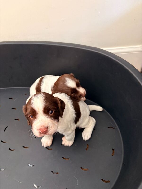 English springer spaniels for sale
