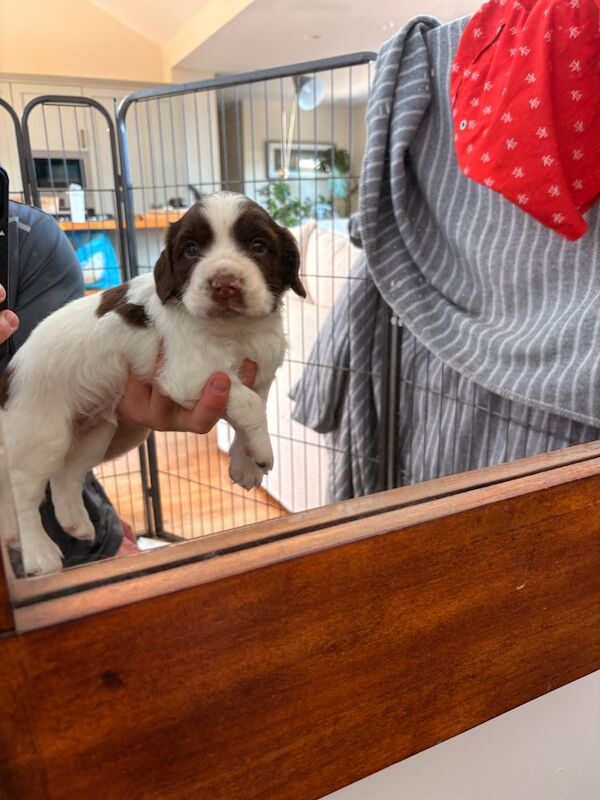 English springer spaniels for sale - Image 2 of 5