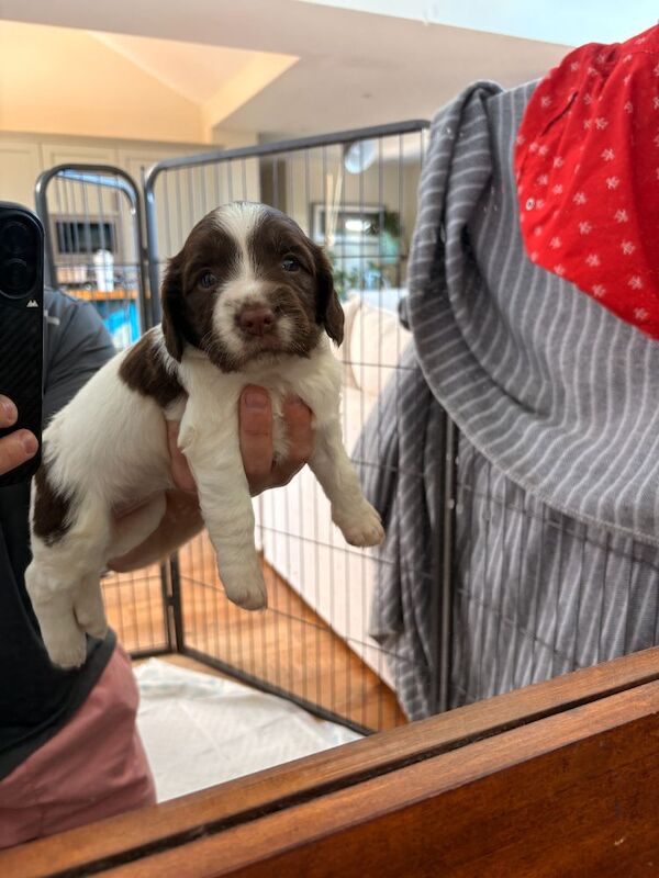 English springer spaniels for sale - Image 3 of 5