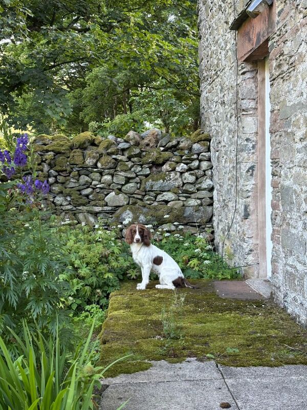 English springer spaniels for sale - Image 4 of 5