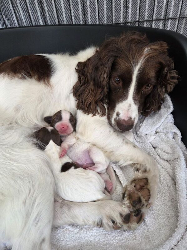English springer spaniels for sale - Image 5 of 5