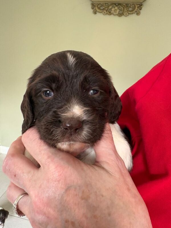 English Springer Spaniels pups