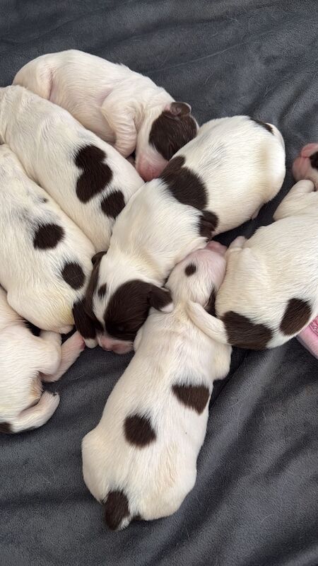 Exceptional KC registered Engligh Springer Spaniels