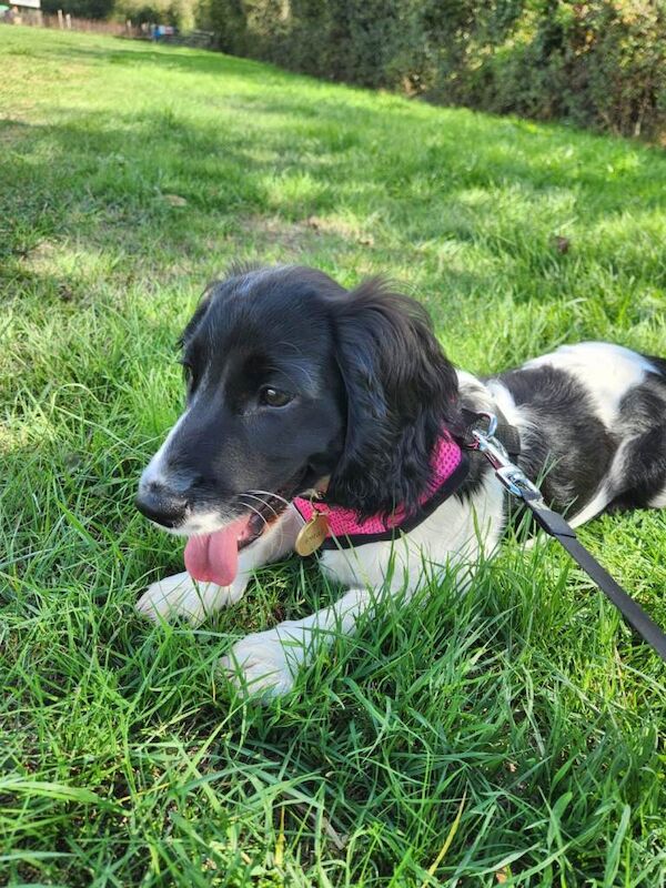 Female Springer Dog - Image 2 of 4