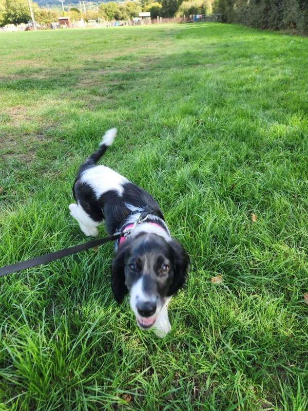 Female Springer Dog - Image 3 of 4