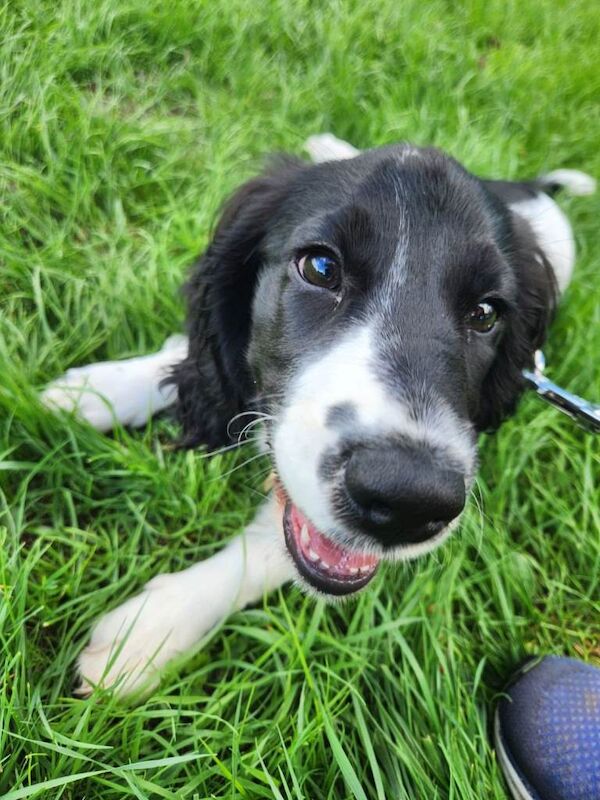 Female Springer Dog - Image 4 of 4