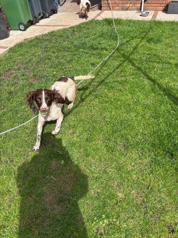 FTCH bred ESS bitch 3 years old - Image 2 of 3