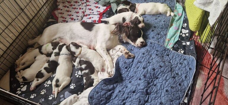 Springer Spaniel puppies for sale in Shotton Colliery, Durham – 5 weeks old