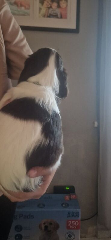 Springer Spaniel puppies for sale in Shotton Colliery, Durham – 5 weeks old - Image 2 of 3