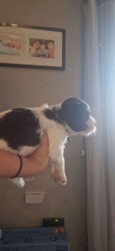 Springer Spaniel puppies for sale in Shotton Colliery, Durham – 5 weeks old - Image 3 of 3