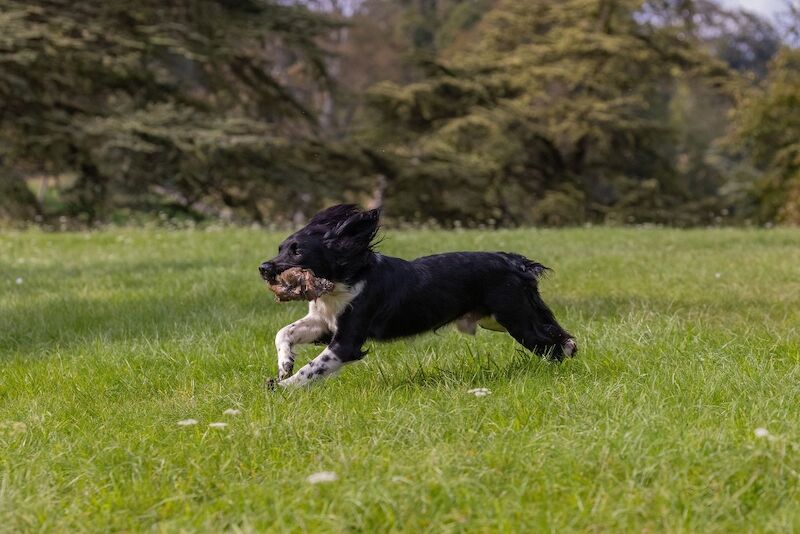 FULLY health tested B&W springer stud - Image 7 of 9