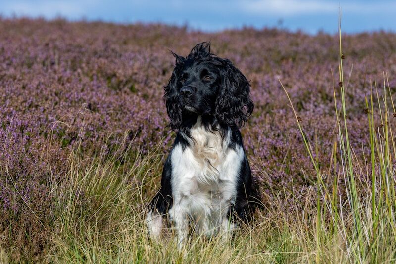 FULLY health tested B&W springer stud - Image 8 of 9