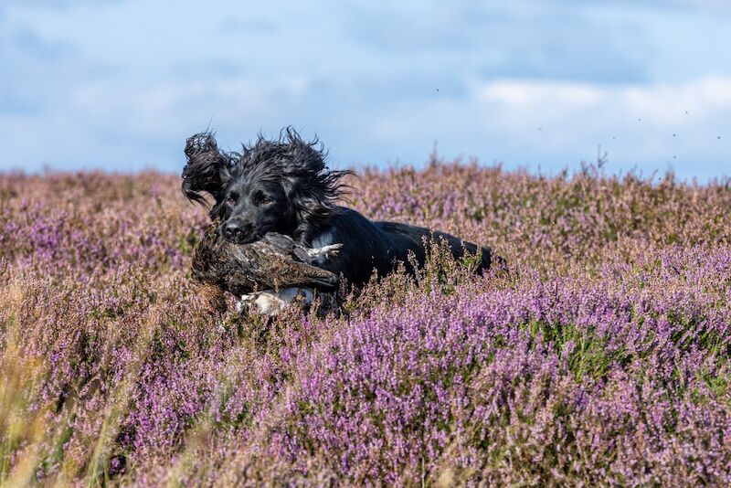 FULLY health tested B&W springer stud - Image 9 of 9