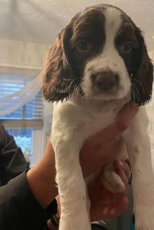 Kennel Club Registered Springer Spaniel Puppies For Sale