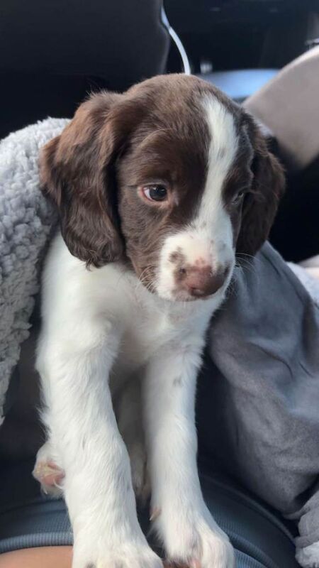 Springer Spaniel puppies for sale in St Andrews, Fife – KC registered, 10 weeks old - Image 2 of 3
