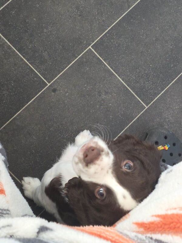 Springer Spaniel puppies for sale in St Andrews, Fife – KC registered, 10 weeks old - Image 3 of 3