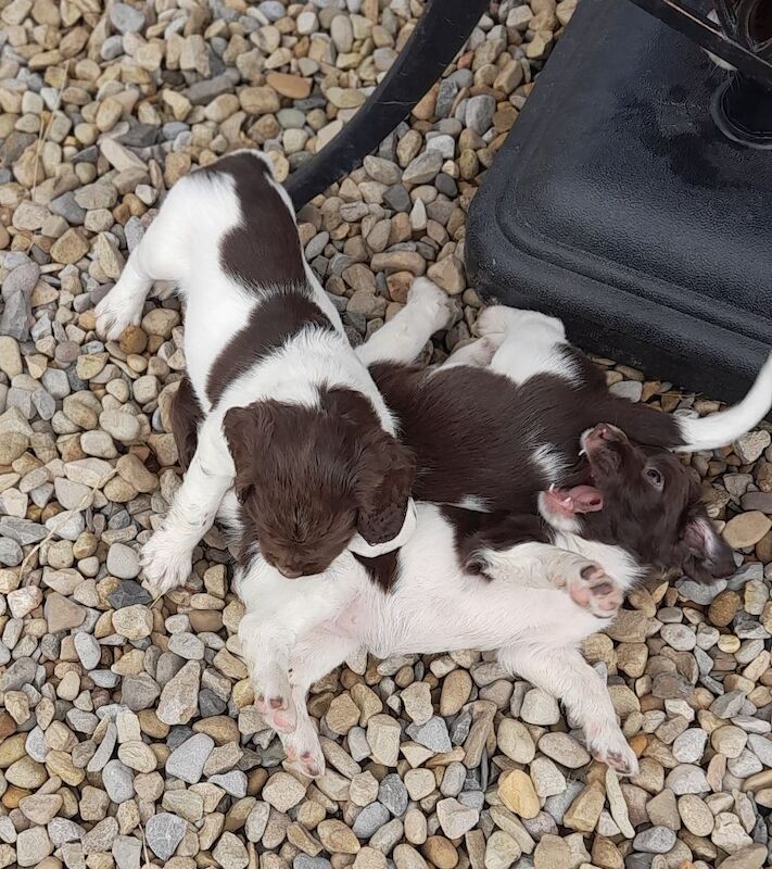 Gorgeous English Springer Spaniel Puppies