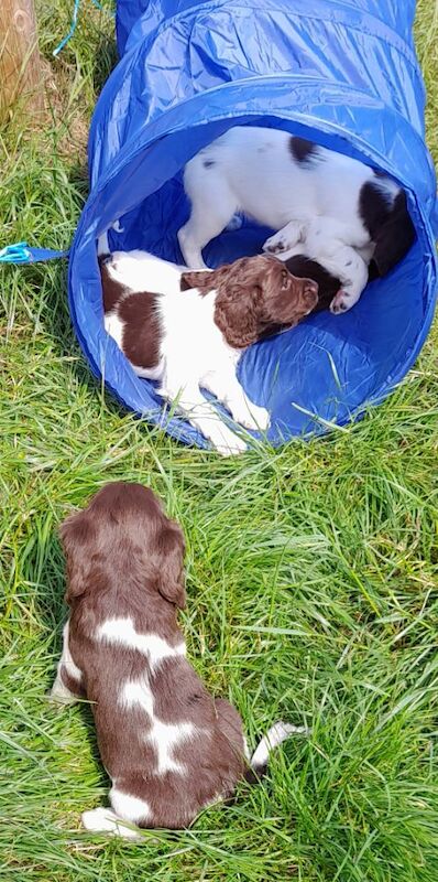 Gorgeous English Springer Spaniel Puppies - Image 2 of 6