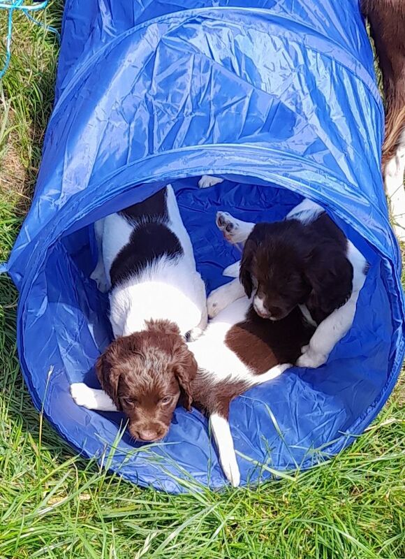 Gorgeous English Springer Spaniel Puppies - Image 3 of 6