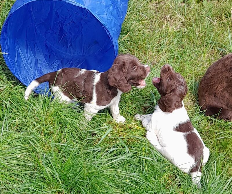 Gorgeous English Springer Spaniel Puppies - Image 4 of 6