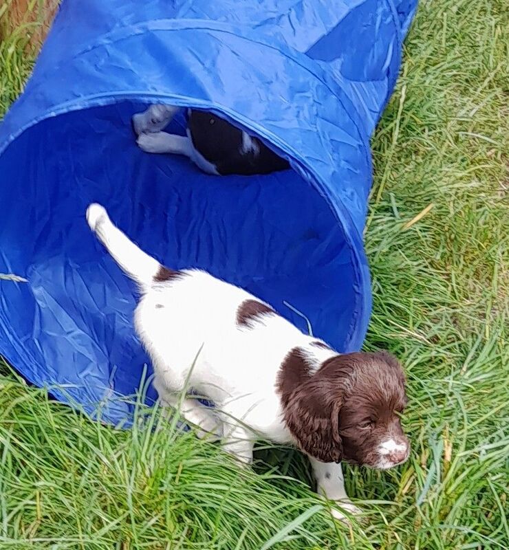 Gorgeous English Springer Spaniel Puppies - Image 5 of 6