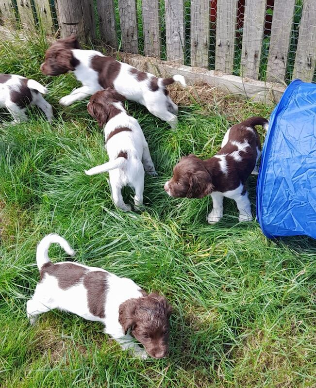 Gorgeous English Springer Spaniel Puppies - Image 6 of 6