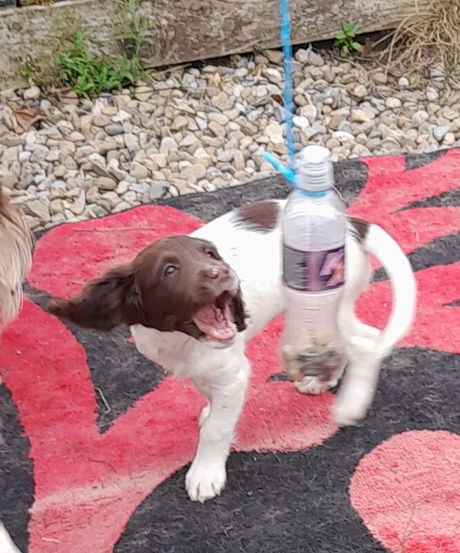 Gorgeous English Springer Spaniel Puppies